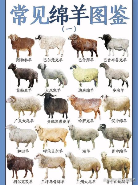 生肖羊最合属相（生肖羊最合属相是哪几位）