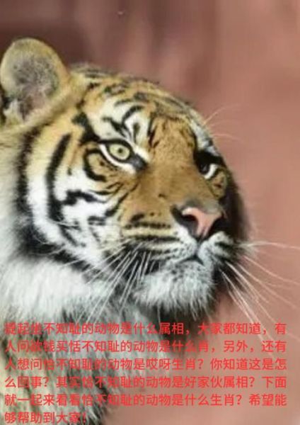 食人鱼的生肖是什么属相