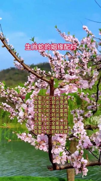 蛇生肖最好的属相（蛇生蛇的人最佳配对属相）