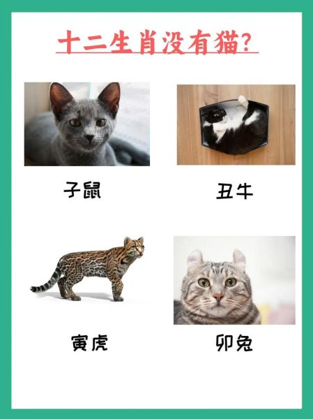 韩国生肖属相是什么（韩国生肖是猫还是老虎？真相来了）