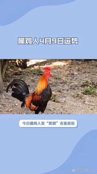 属相鸡每日生肖运势（属鸡人今日运势及开运小技巧）