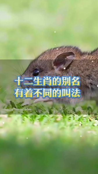 生肖属相讲解大全视频（生肖属相讲解大全视频哪里看免费）