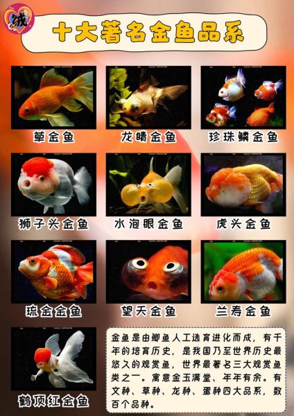 金鱼代表什么生肖属相（金鱼是什么生肖？新手一看就懂）