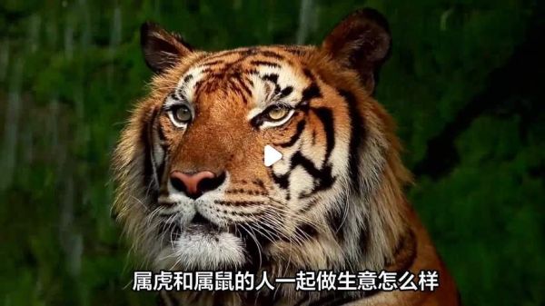 生肖虎属相鼠（生肖虎和鼠到底合不合？👀）