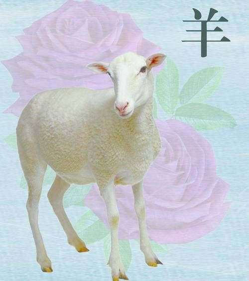 生肖羊讨厌哪个属相（属羊最忌哪三大属相冲）