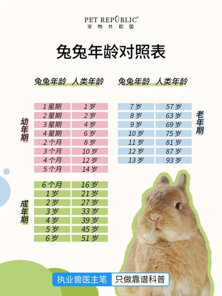 白兔是啥生肖属相（白兔是什么生肖属相查询结果）