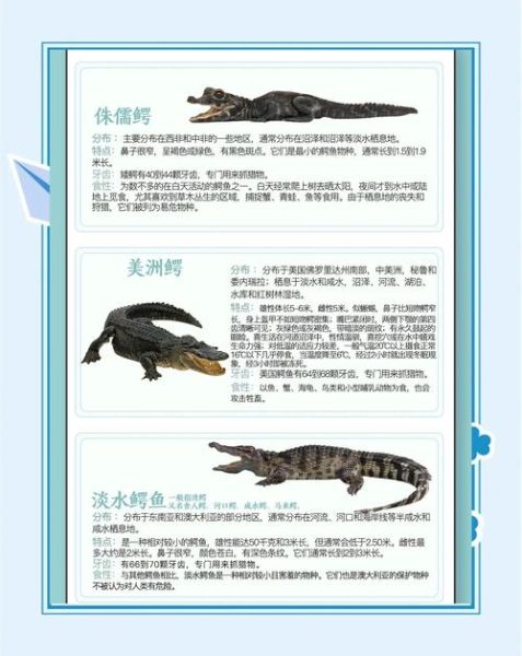鳄鱼代表什么生肖属相（鳄鱼对应啥生肖？小白秒懂的答案）