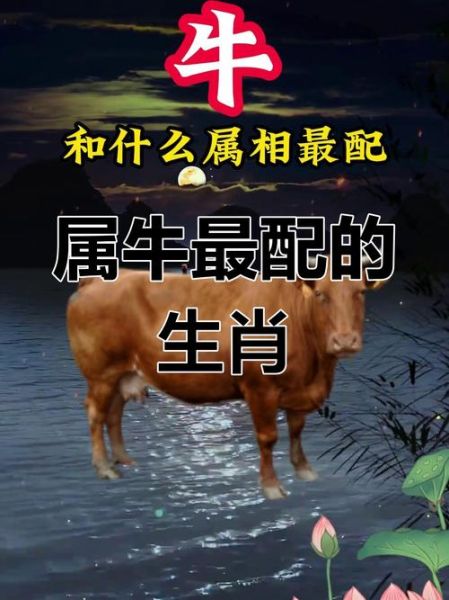 生肖牛合的属相（牛和什么生肖最合拍？小白速查表！）