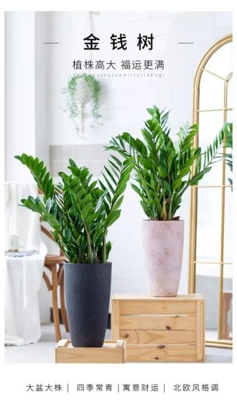 属相鼠最佳植物生肖（属鼠适合养什么植物转运又旺家）