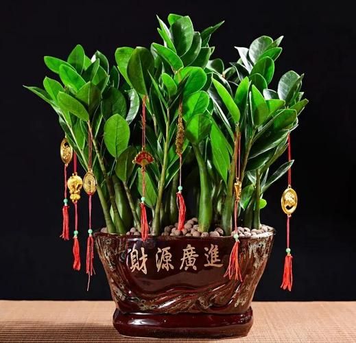 属相鼠最佳植物生肖（属鼠适合养什么植物转运又旺家）