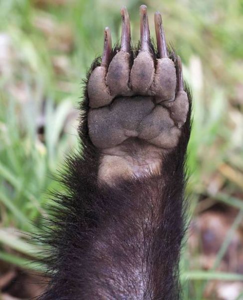 蜜獾对应什么生肖属相（蜜獾对应什么生肖）