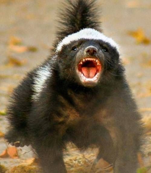 蜜獾对应什么生肖属相（蜜獾对应什么生肖）