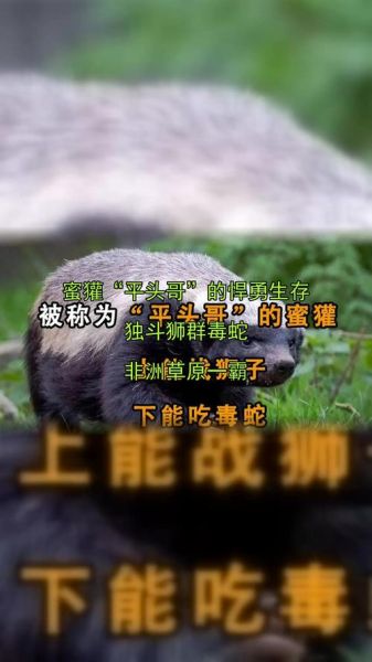 蜜獾对应什么生肖属相（蜜獾对应什么生肖）