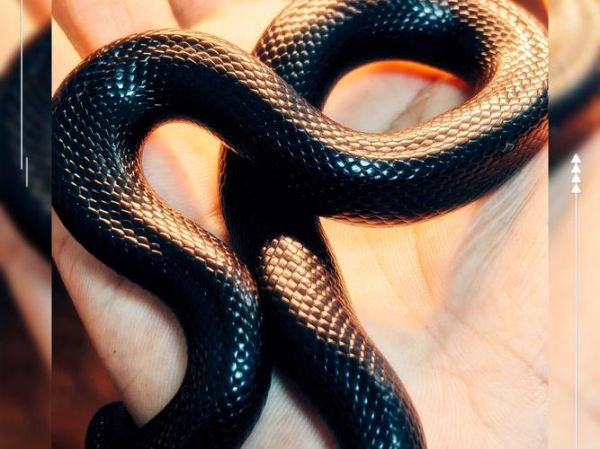 黑蛇属什么生肖属相呢（黑蛇属什么生肖属相）