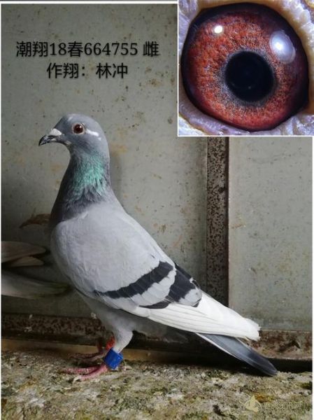 林冲属相什么生肖（林冲是什么生肖）