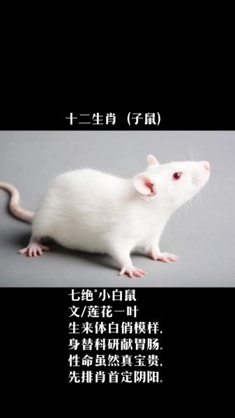 皮肤白的生肖属相（皮肤最白的生肖是哪个）