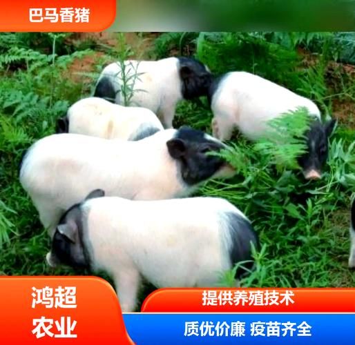 小香猪属什么生肖属相