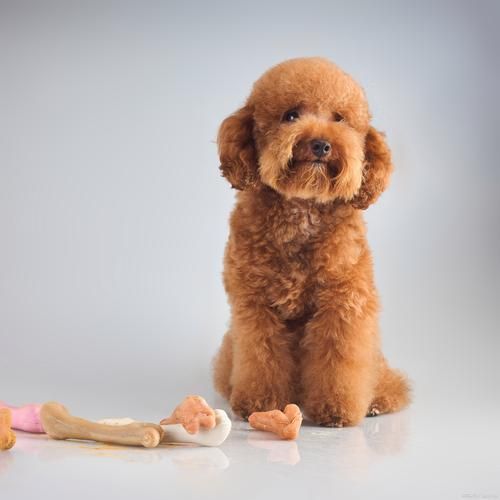 秦迪属什么生肖属相