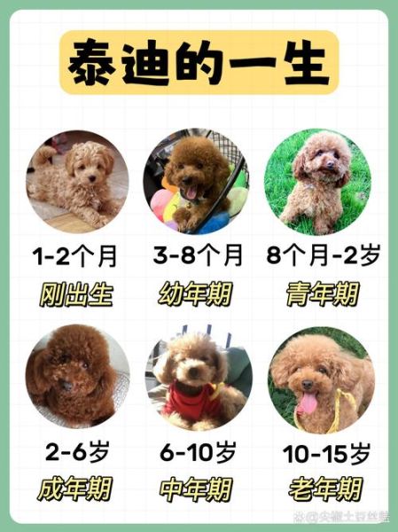 秦迪属什么生肖属相