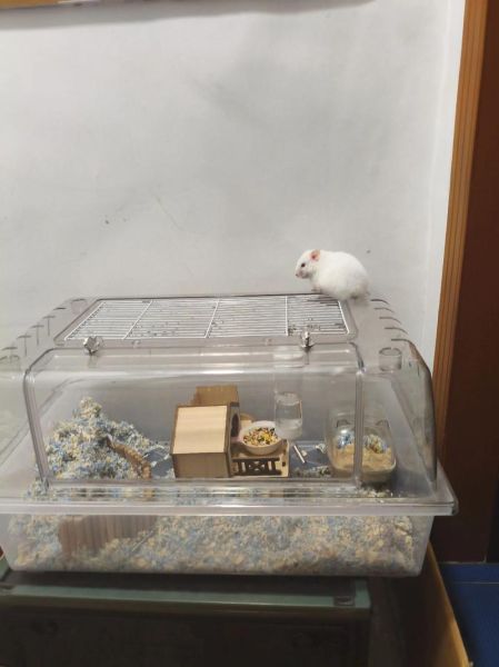 陶明是什么生肖属相（陶明生肖属相是什么）