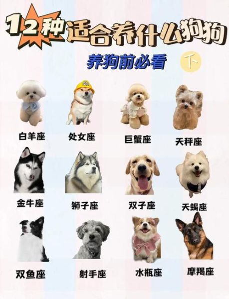 生肖狗属相搭配表（生肖狗和什么属相最配？新人速查表）