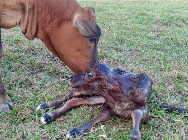 生肖牛生什么属相（生肖牛生什么属相的孩子最好 👶🧩）