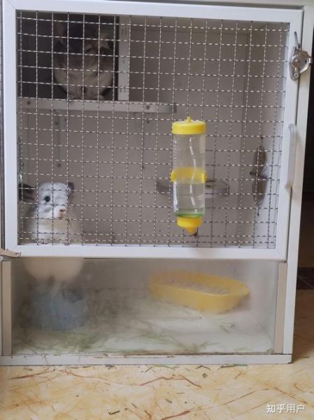 龙猫大夫生肖属相（龙猫大夫生肖属相到底是什么）