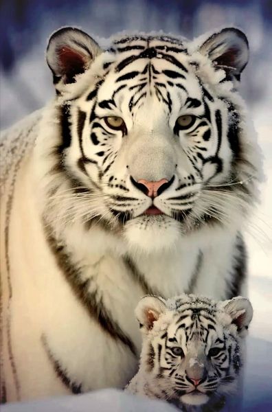 白虎最佳搭配生肖属相图（白虎最佳配对生肖图新手必看）