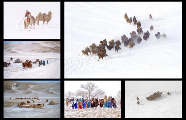 骆驼最佳生肖属相是（骆驼对应哪个生肖最旺运）