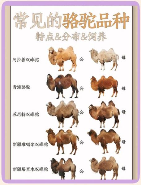 骆驼最佳生肖属相是（骆驼对应哪个生肖最旺运）