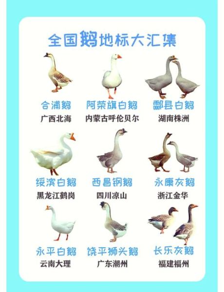 白鹅对应生肖属相是什么（白鹅对应的生肖属相是什么🦢）