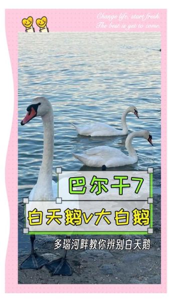 白鹅对应生肖属相是什么（白鹅对应的生肖属相是什么🦢）