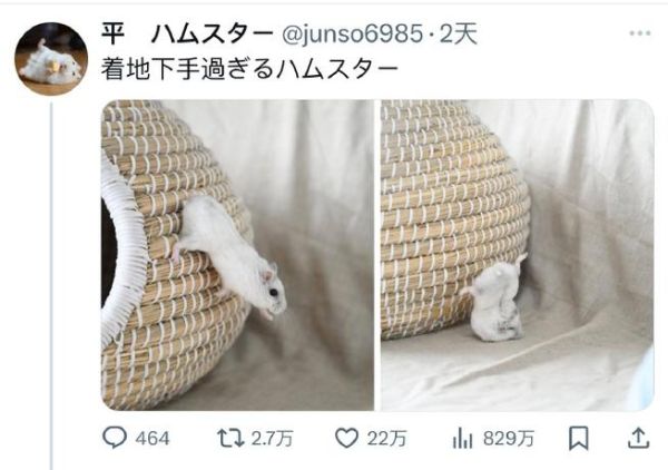 着陆失败属相哪个生肖（着陆失败属相哪个生肖最常见）