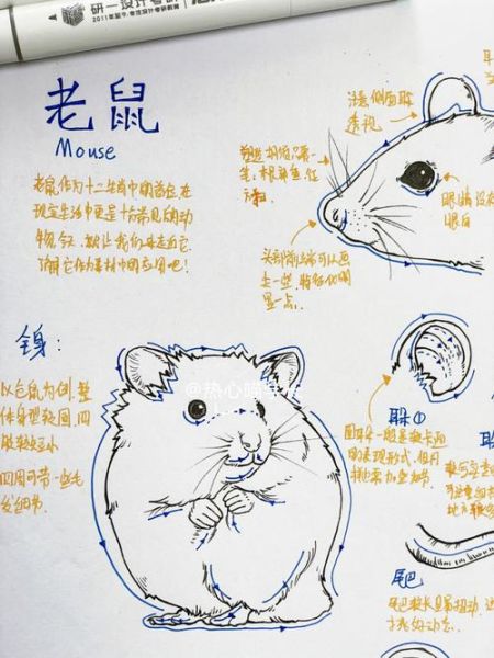 生肖属相手绘技巧（生肖鼠手绘技巧新手快速上手）