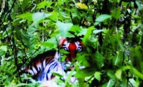 周正龙属相是什么生肖（周正龙属相是什么生肖？）