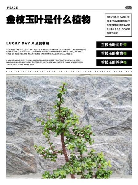 金枝玉叶生肖属相（金枝玉叶是什么生肖属相？）