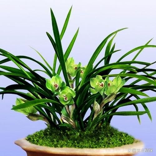 雷春兰属什么生肖属相（雷春兰属什么生肖？）