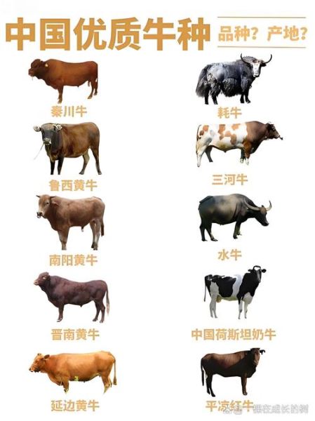 牛生肖分几种属相