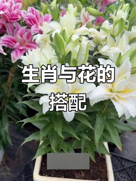生肖属相配的花