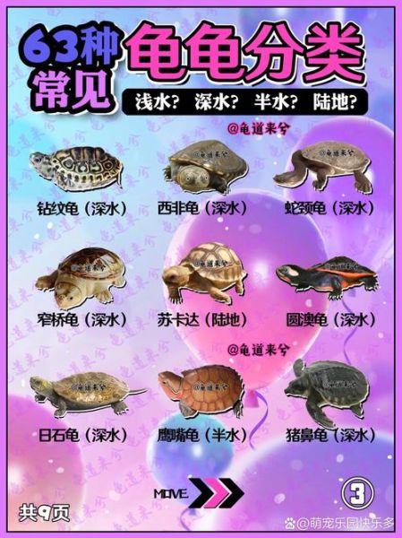 龟属于什么生肖属相呢（龟属什么生肖？答案在此）