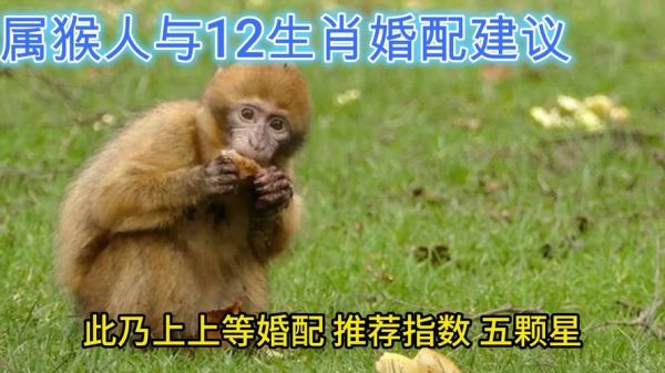 生肖猴子相合的属相（属猴和什么属相最配？🧩）