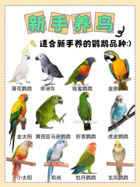 鹦鹉属相是什么生肖（鹦鹉属相是什么生肖？）