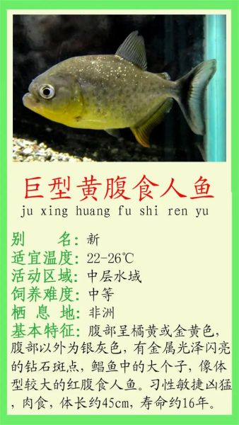 食人鱼的生肖是什么属相(食人鱼生肖属什么?新手一看就懂)