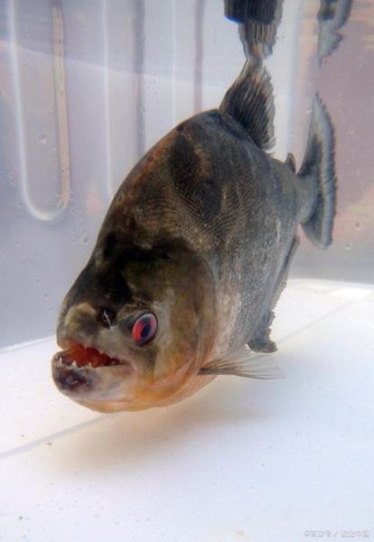 食人鱼的生肖是什么属相(食人鱼生肖属什么?新手一看就懂)