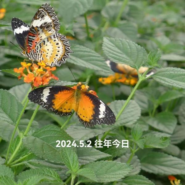 祝英台的生肖属相（祝英台的生肖属相究竟是什么？）