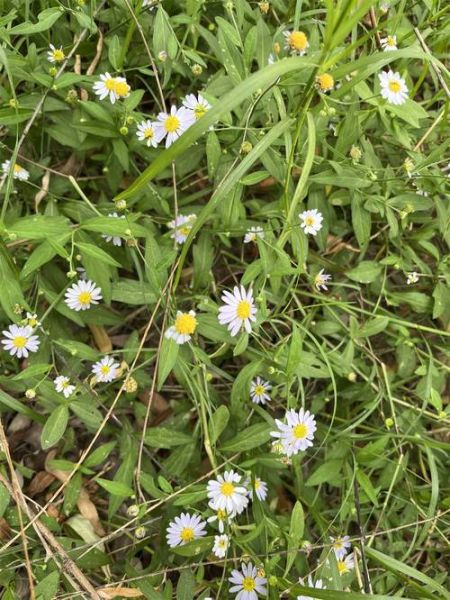 马兰生肖属相（马兰属什么生肖？新手3分钟秒懂）