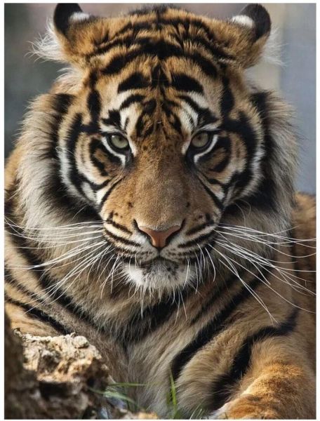 徐虎属什么生肖属相（徐虎属什么生肖🐅）