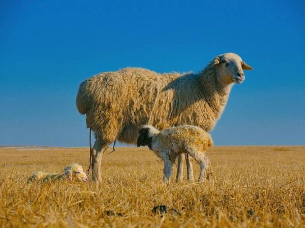 属相最差的生肖(属相最差的生肖真的是羊吗?)