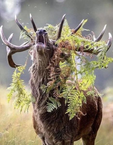 驼鹿属于哪个生肖属相（驼鹿生肖属相解析指南）