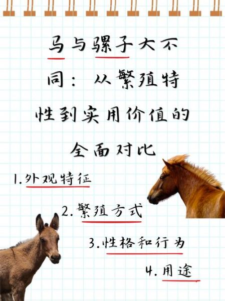 骡子生肖是什么属相配（骡子到底属啥？生肖配对新手指南）